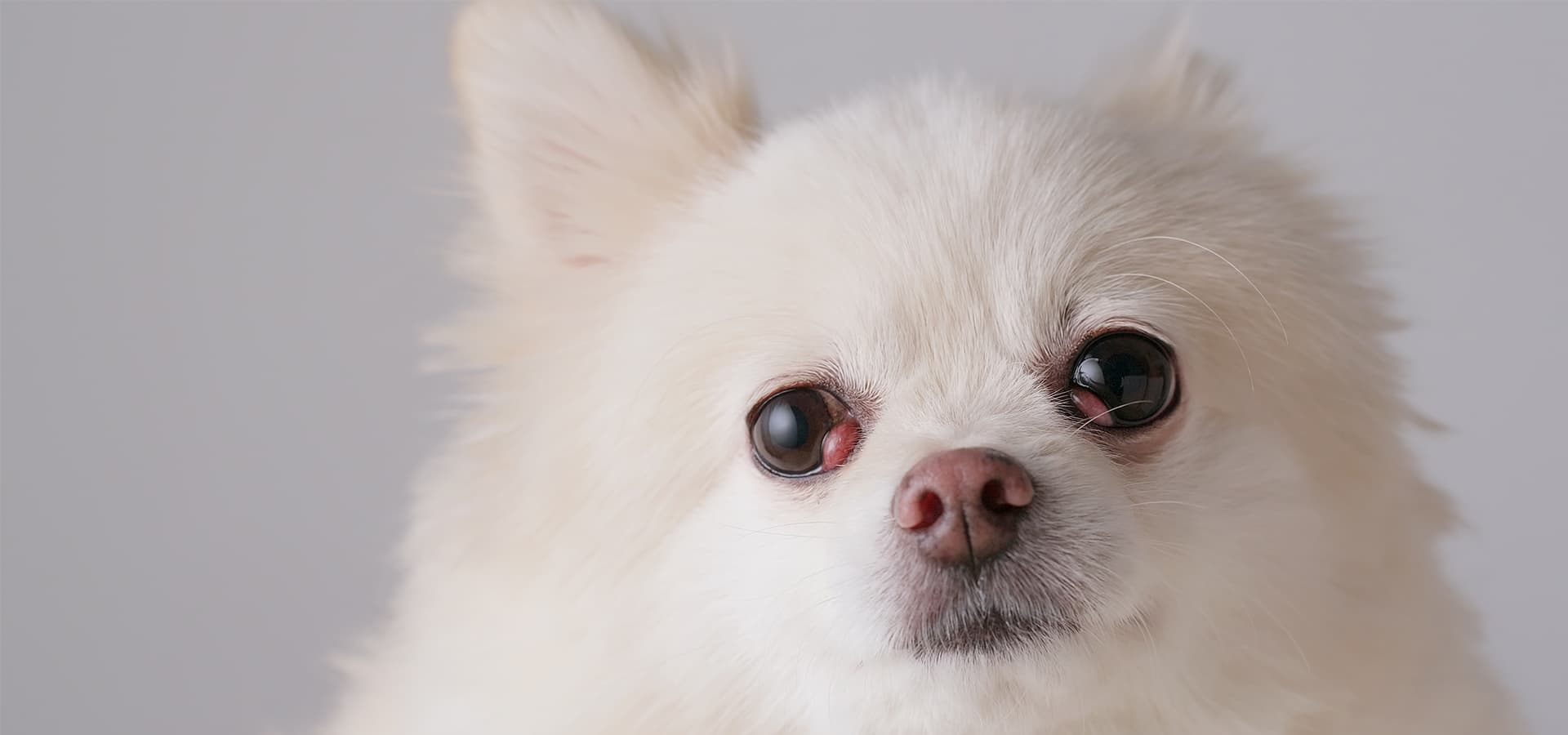 Weißer Chihuahua mit beidseitigem Nickhautdrüsenvorfall