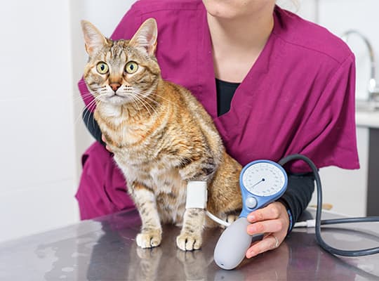 Katze bekommt von einer Tierarzthelferin den Blutdruck gemessen