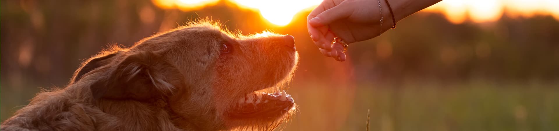 Hund ist im Sonnenuntergang mit seinem Frauchen auf einer Wiese